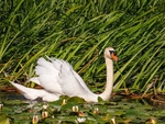 Mute Swan