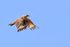 Yellow-headed Caracara (adult) flying, Costa Rica