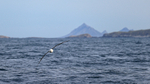 Flying Black-browed Albatross, Jason Islands background, Falklands