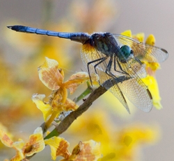 Dragonflies _0042