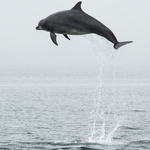 Bottlenose Dolphin