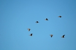 Greater (Greenland) White-fronted Geese