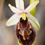 Tyrhennian Ophrys (Ophrys tyrrhena)
