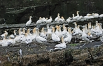 Gannets