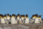 King Penguins invade Magellanic Penguin colony