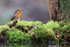 European Robin at reflection pool, Otterbourne, Hampshire