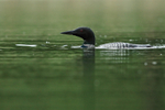 Common Loon swimming, green water, Minnesota, USA