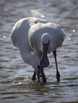 Fledgling spoonbills feeding