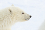 Polar Bear cub close profile, Churchill, Canada