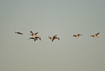 Barnacle Geese