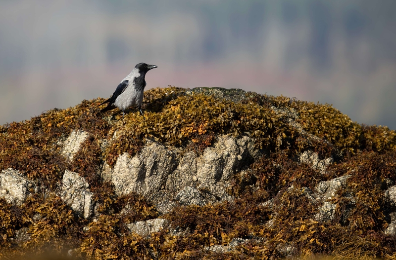 Hooded Crow - Isle of Mull - Scotland