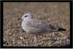 Juvenile Heron Gull