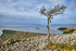 Jenny Browns Point Silverdale