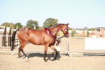 Class 40 Best Turned Out IH portfolio