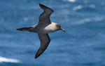 Light-mantled Albatros
