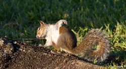 AnimalsCreatures _0024