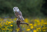 Barn Owl