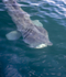 Basking Shark, Isle of Mull, Scotland
