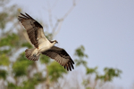 Osprey wings spread in flight, Blue Cypress Lake, Florida