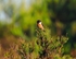 Stonechat