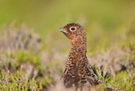 Red Grouse