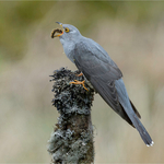 Cuckoo with Grub