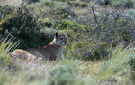Male Puma