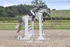 BPP_4005