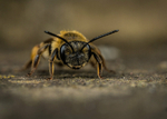 Andrena bucephala (f)
