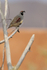 Gambel's Quail (male) perched in tree, Bosque del Apache, New Mexico