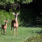 White-tailed Deer - Doe and Fawn
