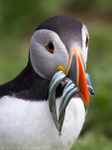 Skomer Puffin