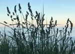 Grasses on the Cliff Top.