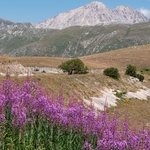 Rose-bay willowherb (Epilobium angustifolium) 