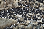 Common Guillemots