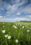 Dandelion Spring