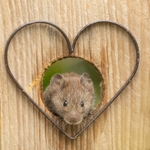 New Vole Love SD2528