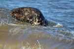 Atlantic Grey Seal