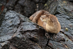 Marine Otter looks back, Chanaral Island, Chile