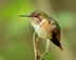 Scintillant Hummingbird (female), Boquete, Panama