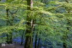 Knaplock Wood