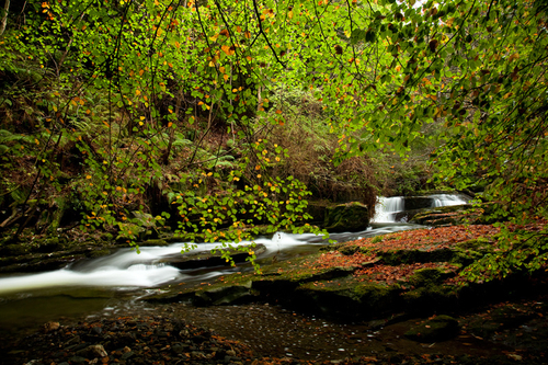Hard to resist the call of Ballaglass Glen during Autumn. The leaves of the beech trees providing wonderful colour bo…