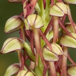 Man Orchid (Orchis anthropophorum synonymous with  Aceras anthrophorum) 