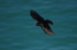Chough