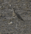 Double-banded Courser