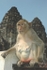 Macaque Monkeys - Thailand