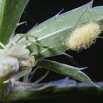 Crab spider (Misumena vatia) ♀︎ with its coccoon anchored to a leaf of Eryngium