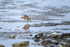 Dowitcher 1