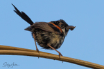 Red Wren Young Male 10