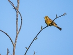Yellowhammer
